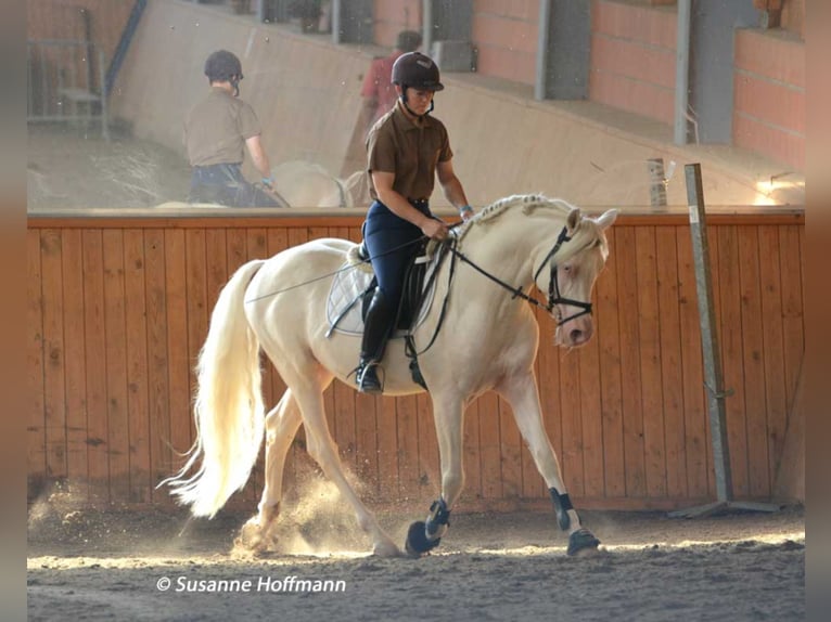 KLEPHOLMS IKARIOS Arabian Partbred Stallion in M&#xF6;rsdorf