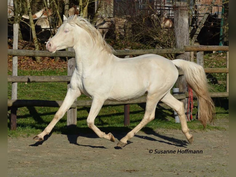 KLEPHOLMS IKARIOS Arabian Partbred Stallion in M&#xF6;rsdorf