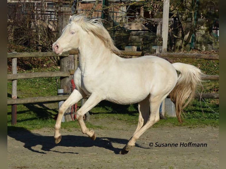 KLEPHOLMS IKARIOS Arabian Partbred Stallion in M&#xF6;rsdorf