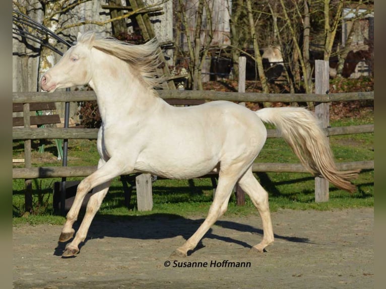 KLEPHOLMS IKARIOS Mezzosangue Arabo Stallone Cremello in Mörsdorf