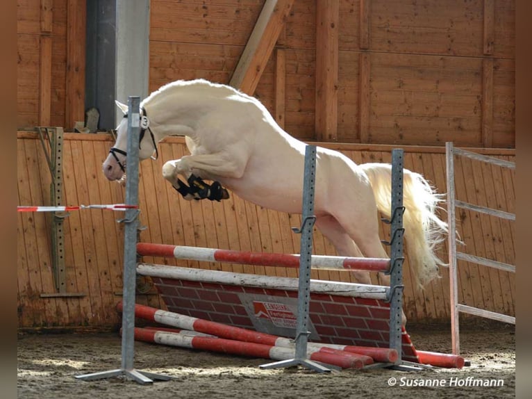 KLEPHOLMS IKARIOS Mezzosangue Arabo Stallone Cremello in Mörsdorf