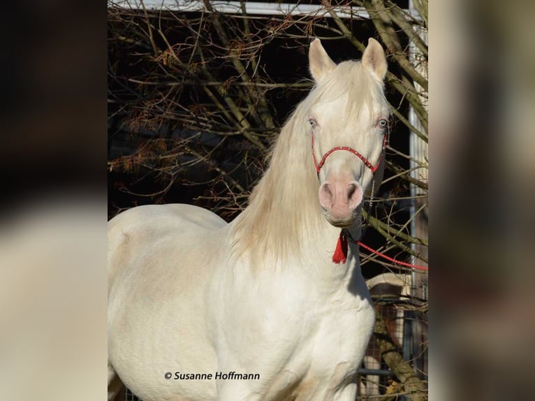 KLEPHOLMS IKARIOS Mezzosangue Arabo Stallone Cremello in Mörsdorf