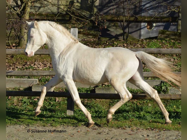 KLEPHOLMS IKARIOS Mezzosangue Arabo Stallone Cremello in Mörsdorf