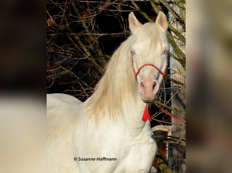 KLEPHOLMS IKARIOS Mezzosangue Arabo Stallone Cremello in Mörsdorf