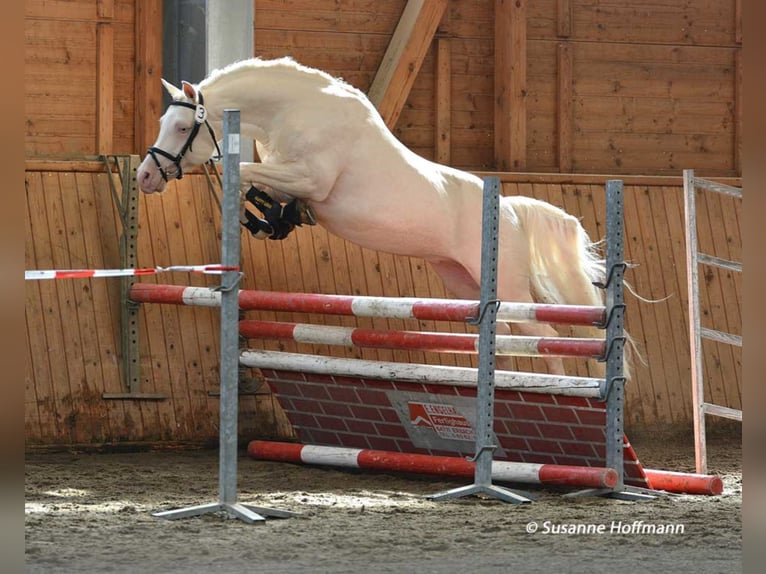 KLEPHOLMS IKARIOS Mezzosangue Arabo Stallone Cremello in Mörsdorf