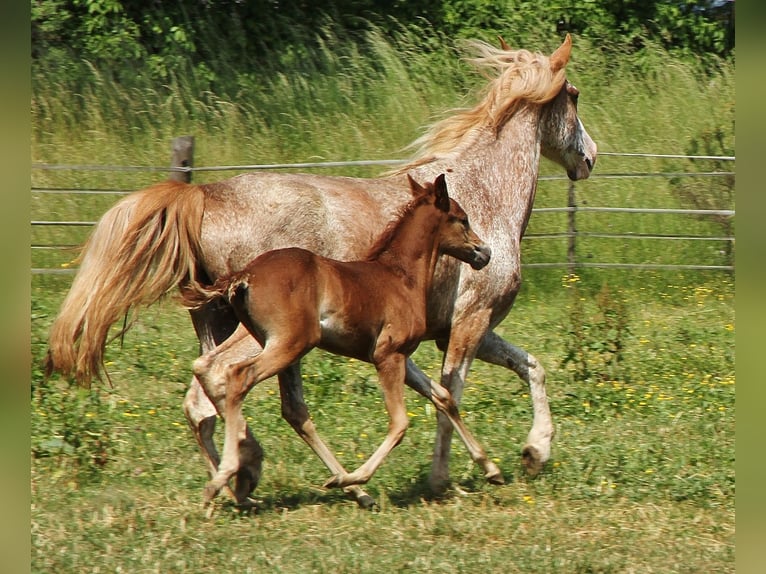 Kłusak amerykański (Standardbred) Klacz 2 lat 160 cm Kasztanowatodereszowata in Saarland