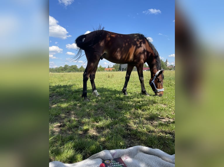 Kłusak amerykański (Standardbred) Wałach 7 lat 156 cm Gniada in Buchloe