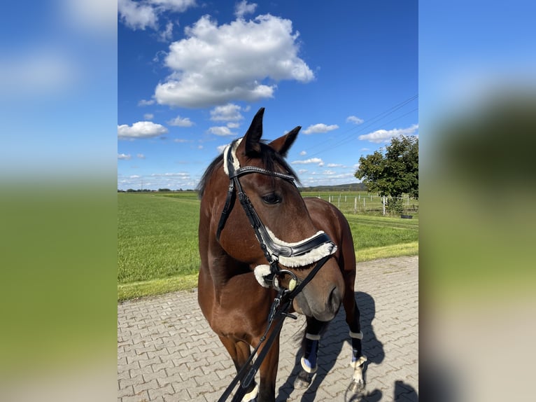 Kłusak amerykański (Standardbred) Wałach 7 lat 156 cm Gniada in Buchloe