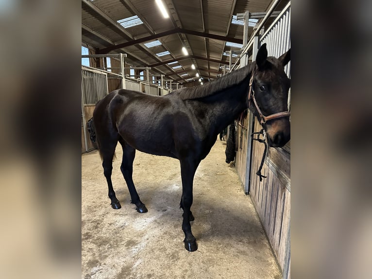 Kłusak francuski Klacz 2 lat 165 cm Ciemnogniada in Macqueville