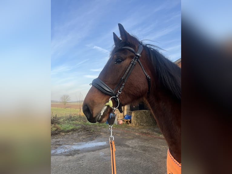 Kłusak francuski Wałach 4 lat 163 cm Ciemnogniada in Tolkamer