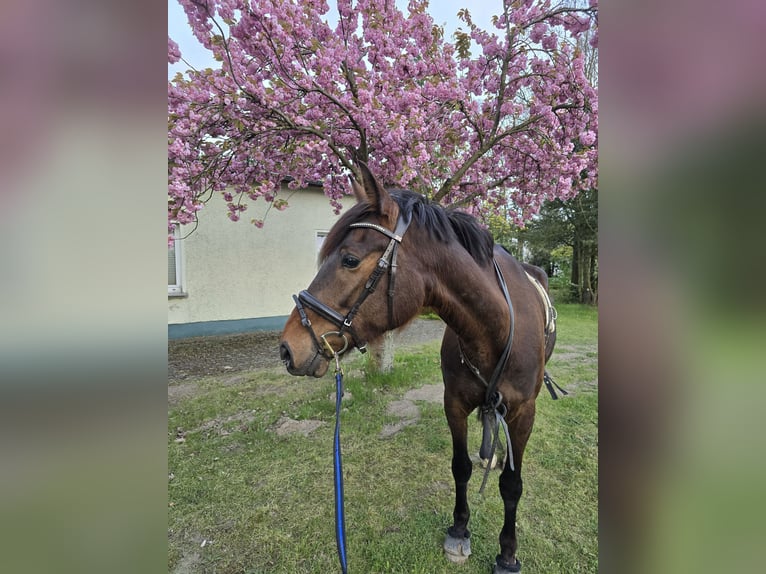 Kłusak francuski Wałach 6 lat 170 cm Gniada in Hohenberg-Krusemark