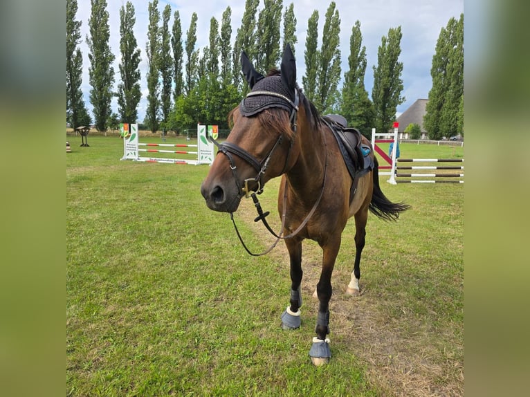 Kłusak francuski Wałach 6 lat 170 cm Gniada in Hohenberg-Krusemark