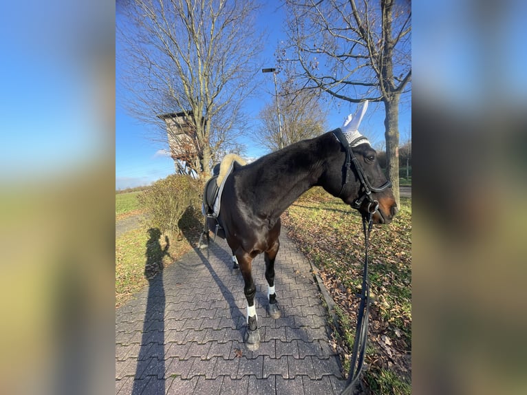 Kłusak francuski Wałach 7 lat 160 cm Skarogniada in Bad Homburg vor der Höhe