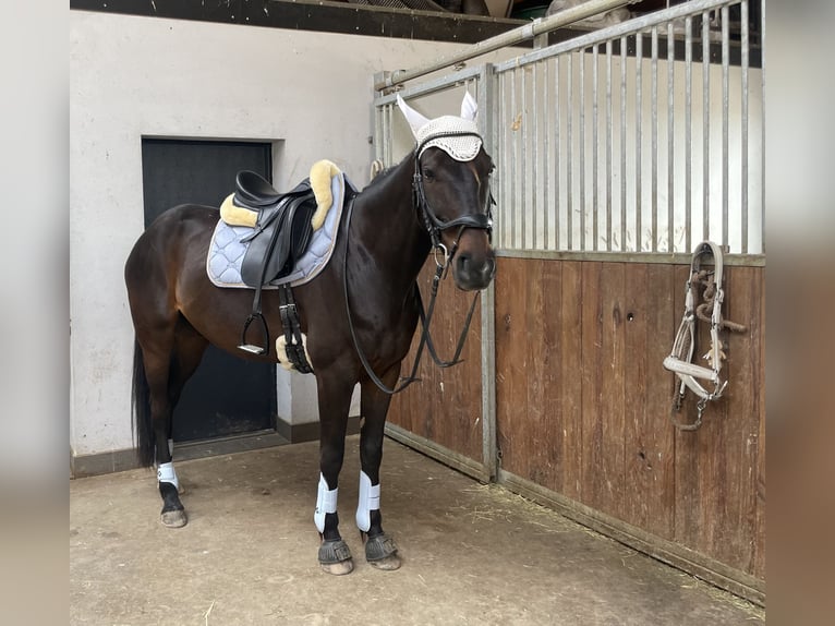 Kłusak francuski Wałach 8 lat 160 cm Skarogniada in Bad Homburg vor der Höhe