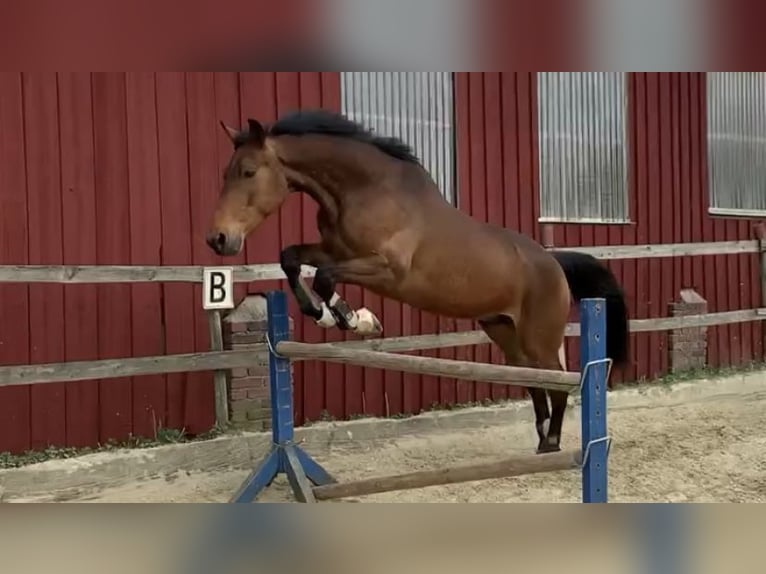 Kłusak francuski Wałach 9 lat 160 cm Gniada in Ratingen