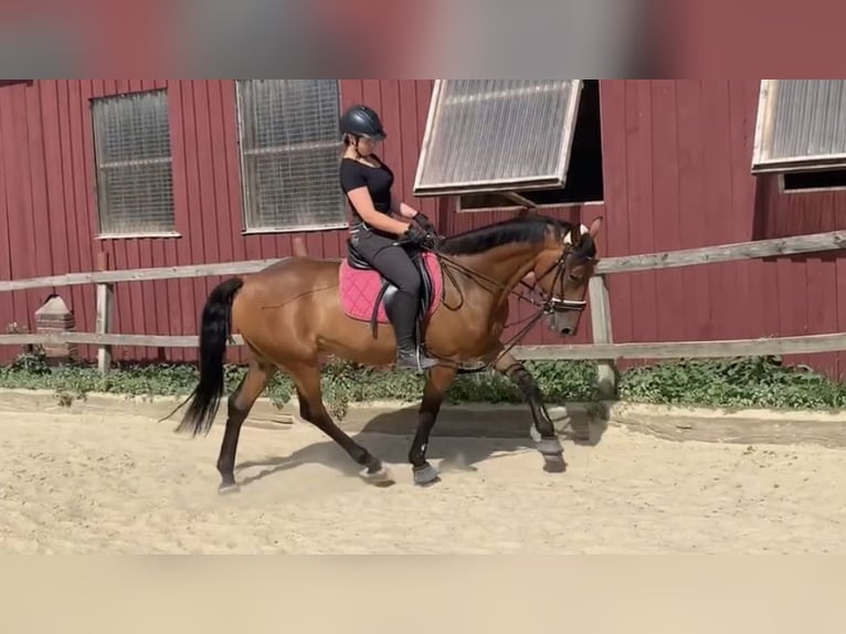 Kłusak francuski Wałach 9 lat 160 cm Gniada in Ratingen