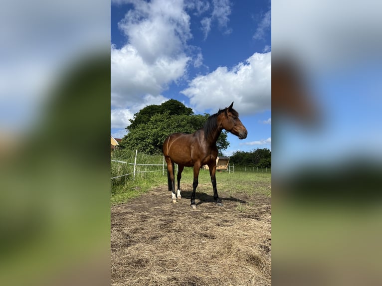 Kłusak niemiecki Klacz 12 lat 158 cm Gniada in Harrislee