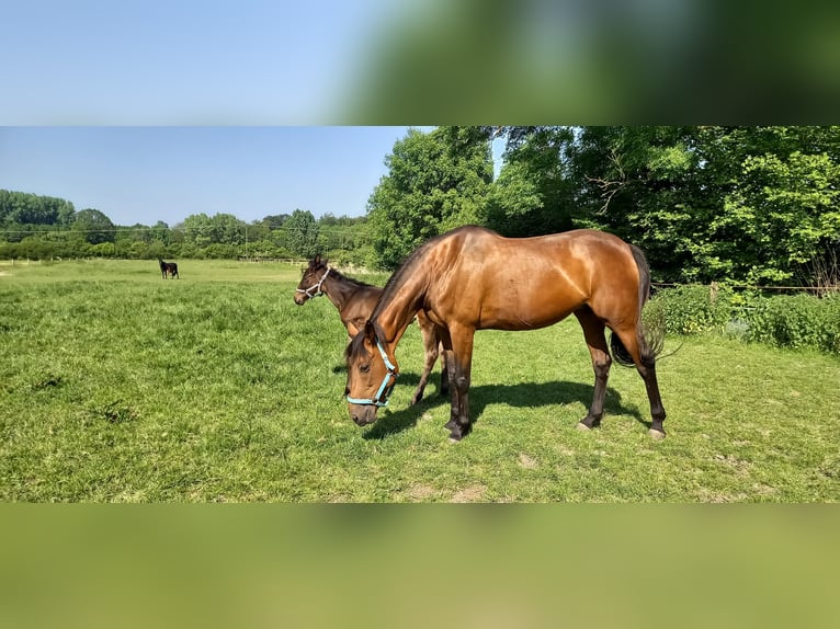 Kłusak niemiecki Klacz 13 lat Gniada in Billerbeck