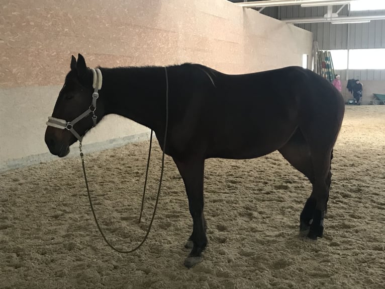 Kłusak niemiecki Klacz 16 lat 160 cm Gniada in Ansfelden