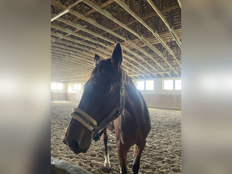 Kłusak niemiecki Klacz 17 lat 167 cm Ciemnogniada in Tiefenbach