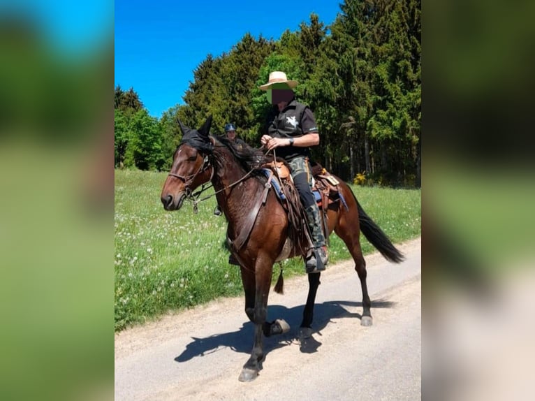 Kłusak niemiecki Klacz 18 lat 160 cm Gniada in Wehr