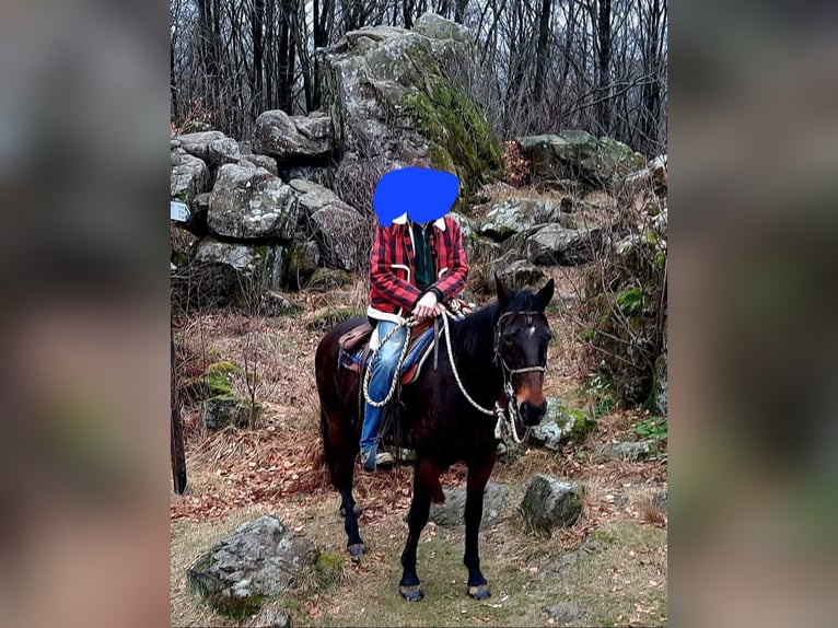 Kłusak niemiecki Klacz 18 lat 160 cm Gniada in Wehr