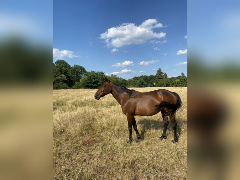 Kłusak niemiecki Klacz 19 lat 142 cm Gniada in Rahden