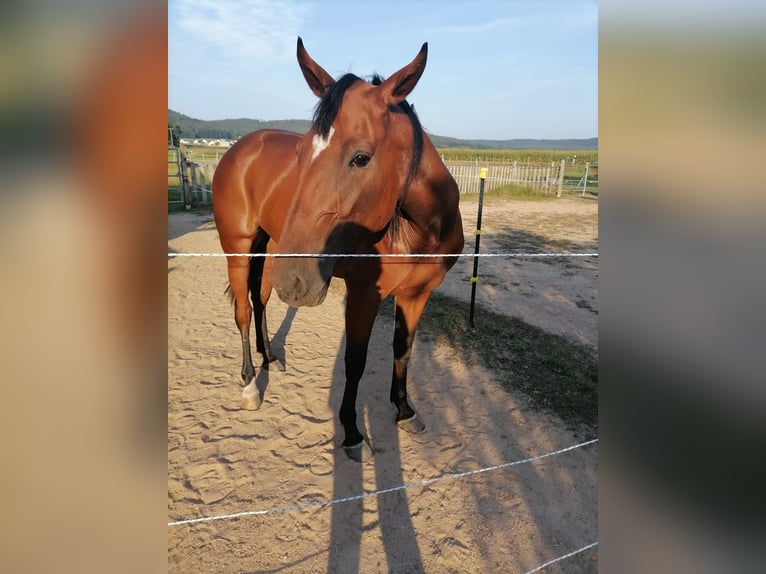 Kłusak niemiecki Klacz 4 lat 160 cm Gniada in Freystadt