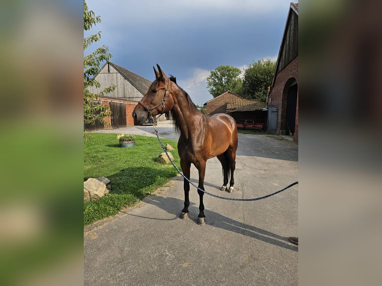 Kłusak niemiecki Klacz 5 lat 163 cm Gniada in Marl