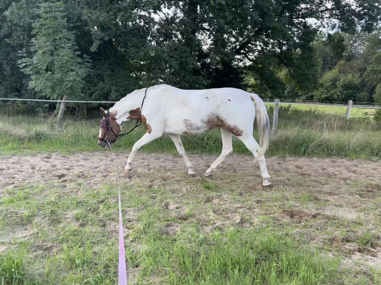 Kłusak niemiecki Mix Klacz 5 lat 164 cm Srokata in Kuhfelde