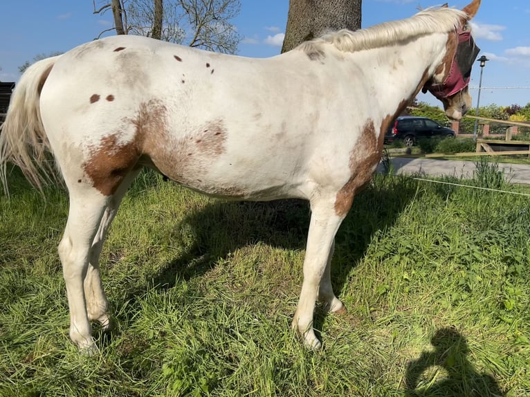 Kłusak niemiecki Mix Klacz 5 lat 164 cm Srokata in Kuhfelde