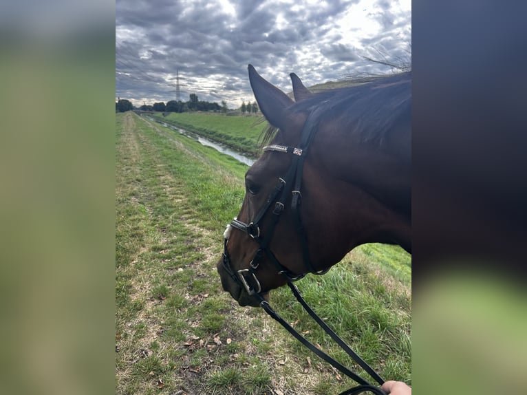 Kłusak niemiecki Klacz 8 lat 175 cm Gniada in Voerde