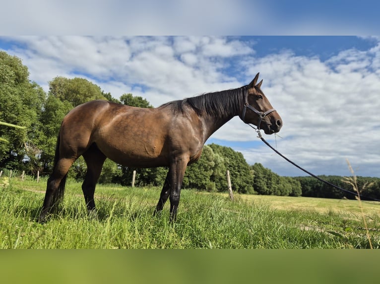 Kłusak niemiecki Klacz 9 lat 155 cm Gniada in Thyrow