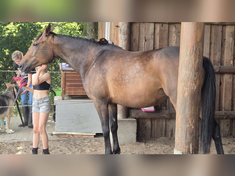 Kłusak niemiecki Klacz 9 lat 155 cm Gniada in Thyrow