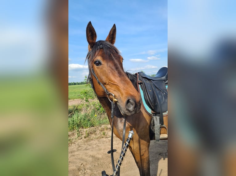 Kłusak niemiecki Klacz 9 lat 155 cm Gniada in Thyrow