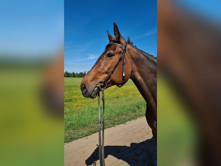 Kłusak niemiecki Klacz 9 lat 155 cm Gniada in Thyrow