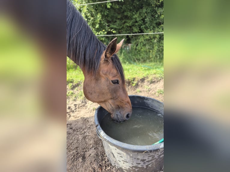 Kłusak niemiecki Klacz 9 lat 155 cm Gniada in Thyrow