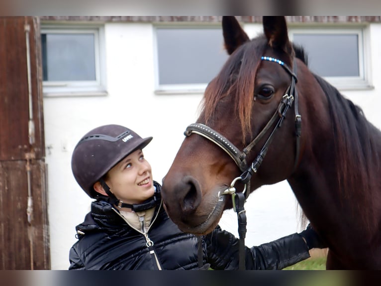 Kłusak niemiecki Wałach 10 lat 167 cm Ciemnogniada in Hohenlinden