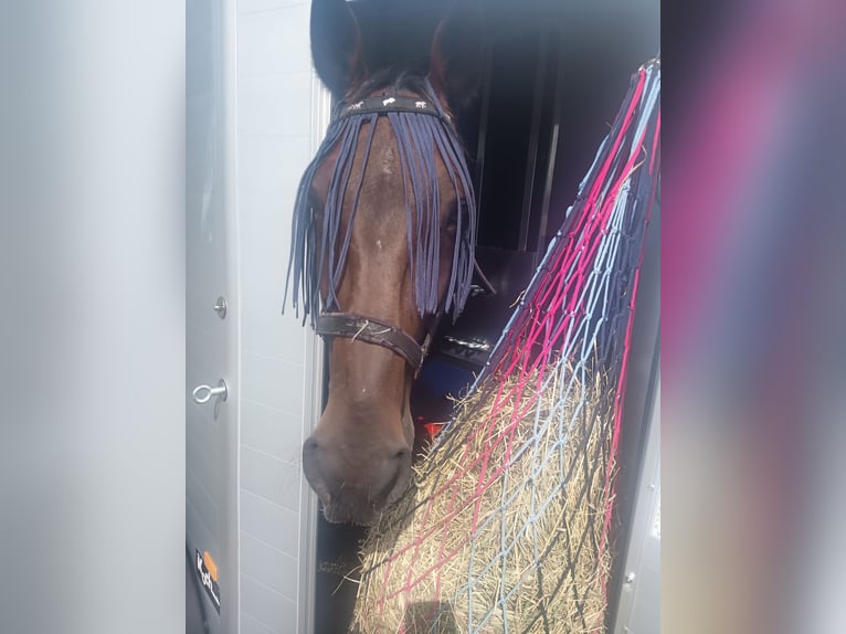 Kłusak niemiecki Wałach 11 lat 170 cm Gniada in Buchholz in der Nordheide