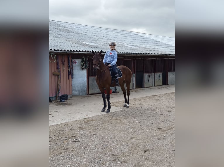 Kłusak niemiecki Wałach 11 lat 170 cm Gniada in Buchholz in der Nordheide