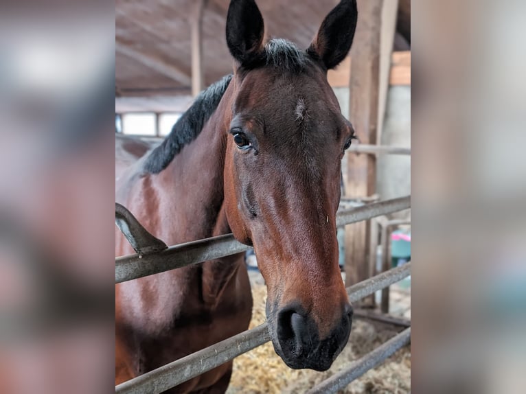 Kłusak niemiecki Wałach 11 lat 170 cm Gniada in Buchholz in der Nordheide