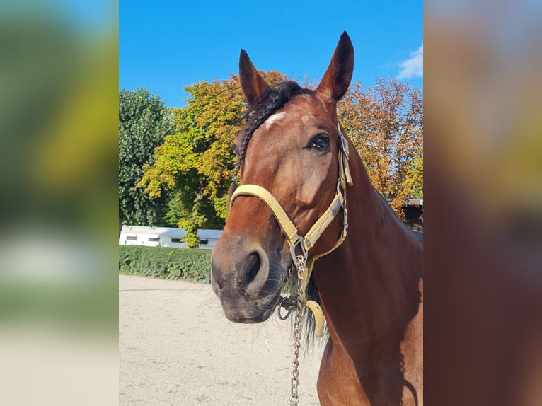 Kłusak niemiecki Wałach 12 lat 160 cm Gniada in Berlin