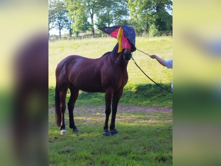 Kłusak niemiecki Wałach 16 lat 155 cm Gniada in Eppelborn