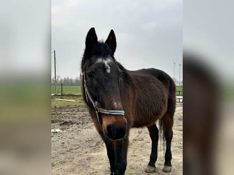 Kłusak niemiecki Wałach 26 lat 165 cm Gniada in Rheurdt