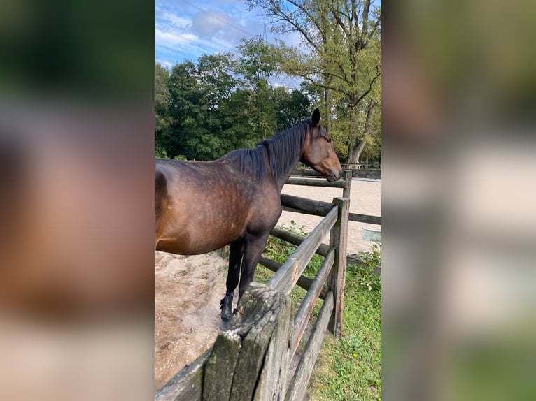 Kłusak niemiecki Wałach 4 lat 163 cm Gniada in Gelsenkirchen