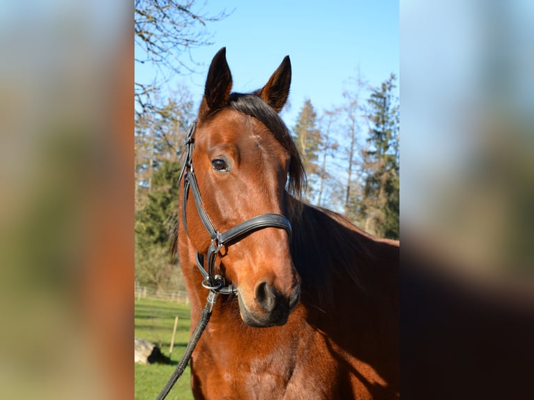 Kłusak niemiecki Wałach 5 lat 156 cm Gniada in Sauerlach