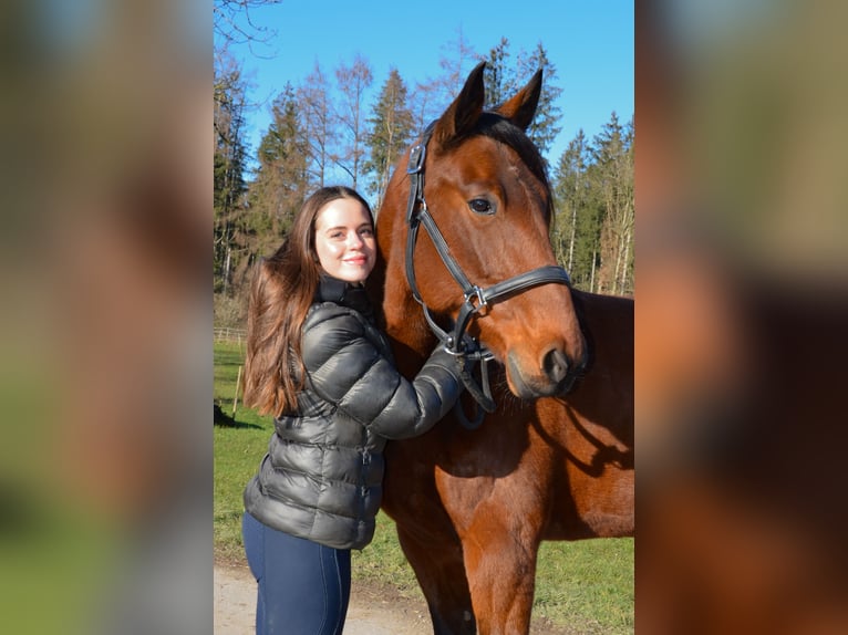 Kłusak niemiecki Wałach 5 lat 156 cm Gniada in Sauerlach