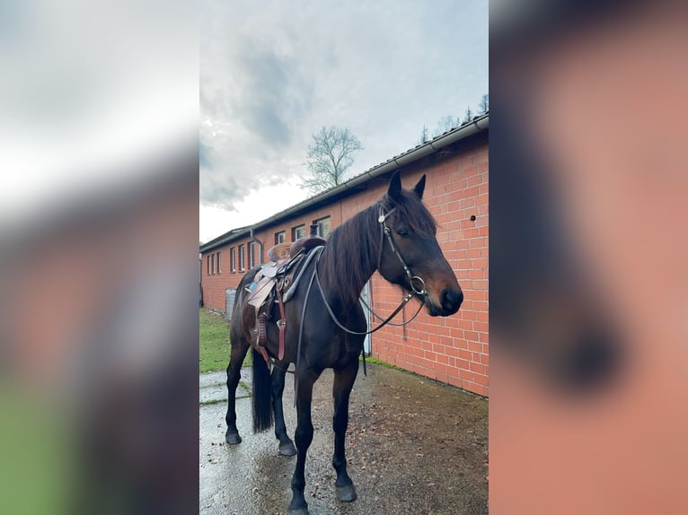 Kłusak niemiecki Wałach 8 lat 165 cm Ciemnogniada in Steyerberg