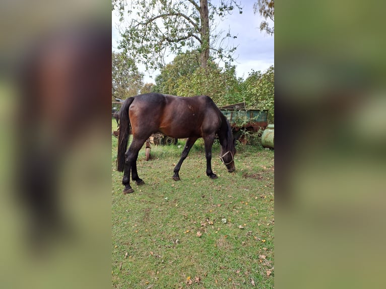 Kłusak niemiecki Wałach 8 lat 165 cm Ciemnogniada in Steyerberg