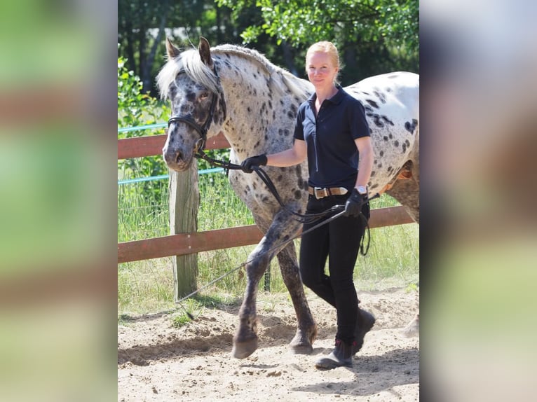 Knabstrup Étalon 10 Ans 157 cm Léopard in Escheburg